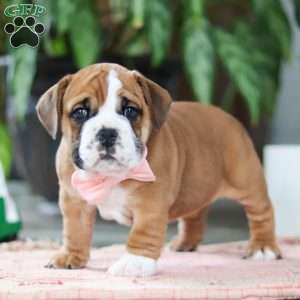 Lucy, Beabull Puppy
